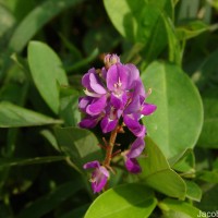 Grona heterocarpa var. heterocarpa (L.) H.Ohashi & K.Ohashi